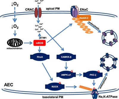 Gas Exchange Disturbances Regulate Alveolar Fluid Clearance during Acute Lung Injury